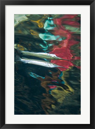 Framed Halfbeak fish Print
