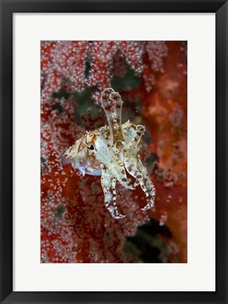 Framed Indonesia, New Guinea Island, Raja Ampat, Cuttlefish Print