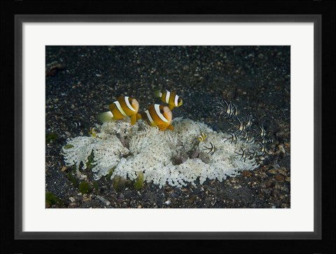 Framed Indonesia, Sulawesi, Lembeh Strait, Marine Life Print