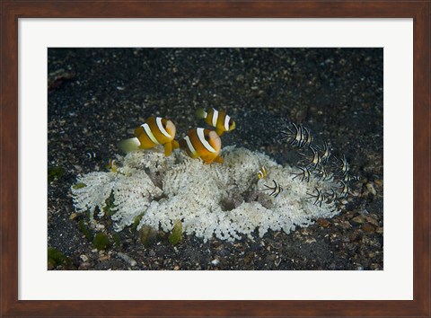 Framed Indonesia, Sulawesi, Lembeh Strait, Marine Life Print