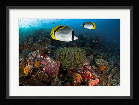 Framed Lined butterflyfish swim over reef corals, Komodo National Park, Indonesia Print