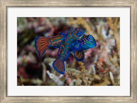 Framed Mandarin fish Print