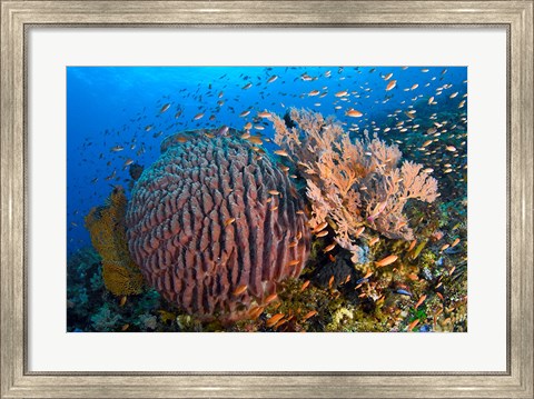 Framed Marine Life Print