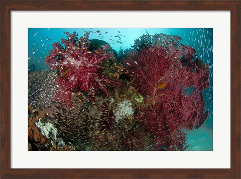 Framed Marine Life, Reefs Print