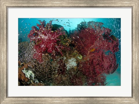 Framed Marine Life, Reefs Print