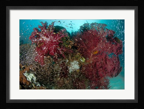 Framed Marine Life, Reefs Print