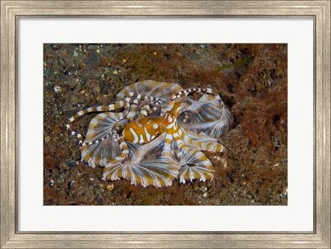 Framed Octopus, Indonesia Print
