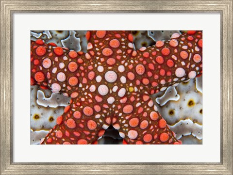 Framed Partial view of colorful sea star over a sea cucumber, Raja Ampat, Indonesia Print