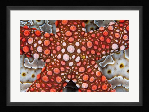 Framed Partial view of colorful sea star over a sea cucumber, Raja Ampat, Indonesia Print