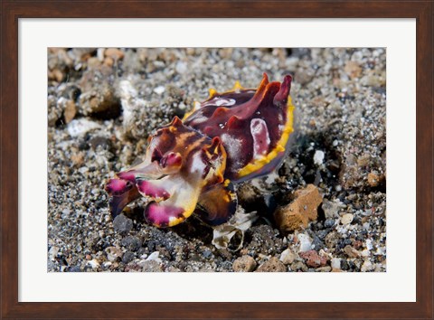 Framed Pfeffer&#39;s flamboyant cuttlefish Print