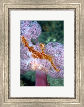 Framed Pipe fish and coral Print