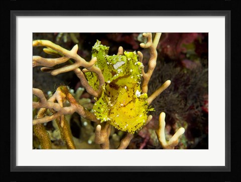 Framed Sailfin leaffish Print