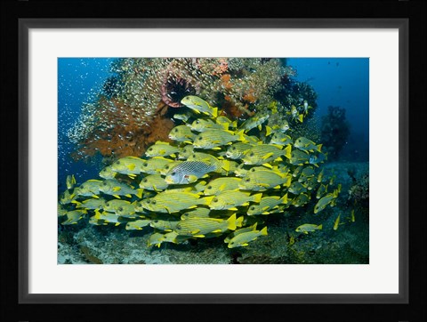 Framed Schooling sweetlip fish swim past coral reef, Raja Ampat, Indonesia Print