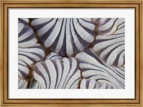 Framed Sea anemone, Marine life Print