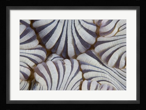 Framed Sea anemone, Marine life Print