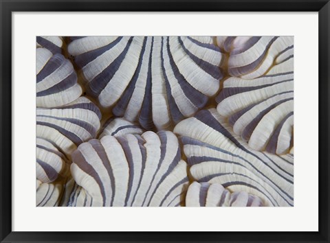 Framed Sea anemone, Marine life Print