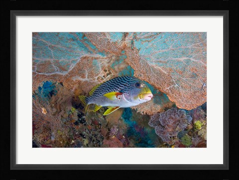 Framed Sweetlip fish, sea fan coral Print