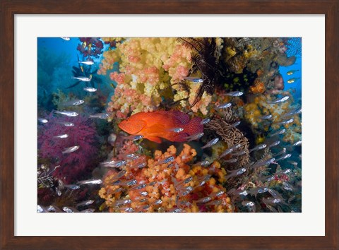 Framed Trout fish, glassfish, coral Print