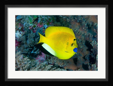 Framed Angelfish swims in coral reef Print