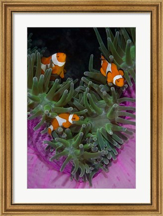 Framed Clownfish swim among anemone tentacles, Raja Ampat, Indonesia Print