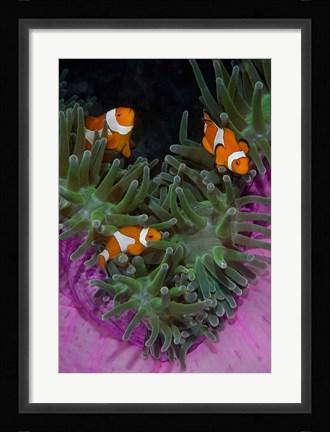 Framed Clownfish swim among anemone tentacles, Raja Ampat, Indonesia Print