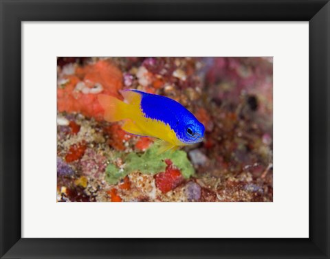 Framed Damselfish and coral reef Print