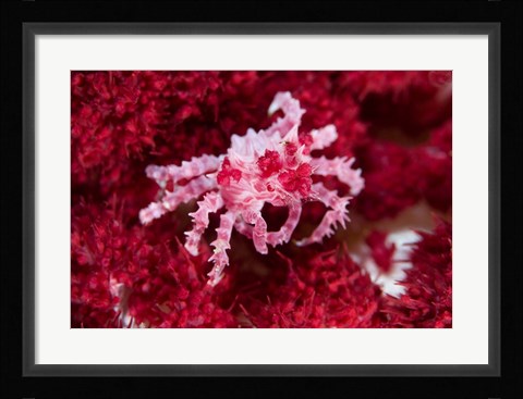 Framed Decorator crab, crustacean Print