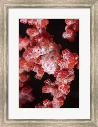 Framed Indonesia, Pygmy seahorse, seafans, Marine Life Print