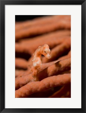 Framed Pygmy seahorse marine life Print