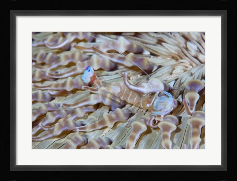 Framed Shrimp, Anemone, marine life Print