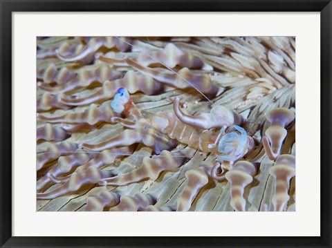 Framed Shrimp, Anemone, marine life Print