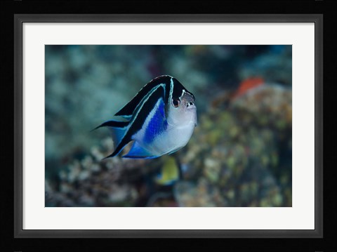 Framed Bay Frontal view of angel fish Print