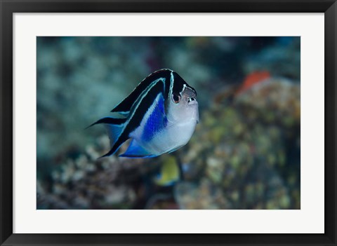 Framed Bay Frontal view of angel fish Print