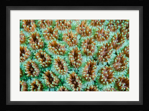 Framed Close-up of anemones Print