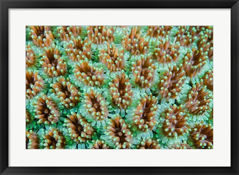 Framed Close-up of anemones Print