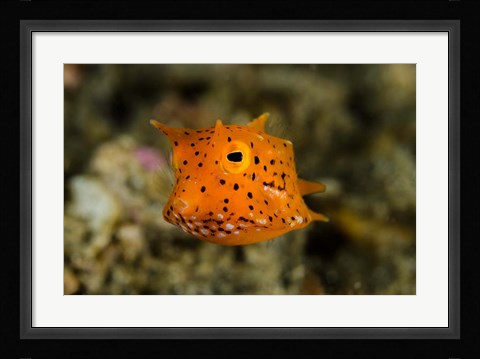 Framed Close-up of juvenile cowfish Print