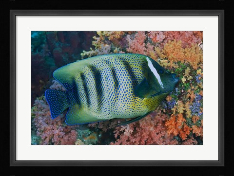 Framed Fish and coral, Raja Ampat, Papua, Indonesia Print