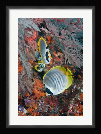Framed Fish swimming near coral, Raja Ampat, Papua, Indonesia Print
