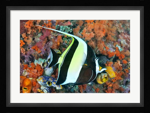 Framed Fish, Raja Ampat, Papua, Indonesia Print