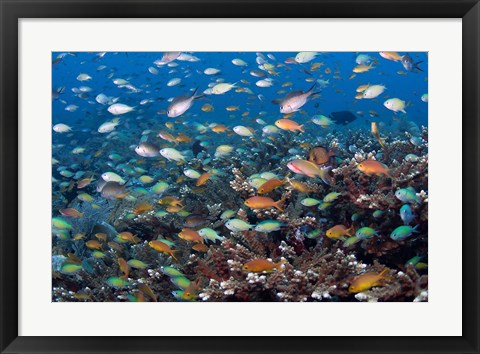 Framed Sea of fish and coral, Raja Ampat, Papua, Indonesia Print