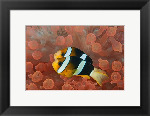 Framed Two anemonefish in protective anemone, Raja Ampat, Papua, Indonesia Print