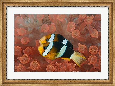 Framed Two anemonefish in protective anemone, Raja Ampat, Papua, Indonesia Print