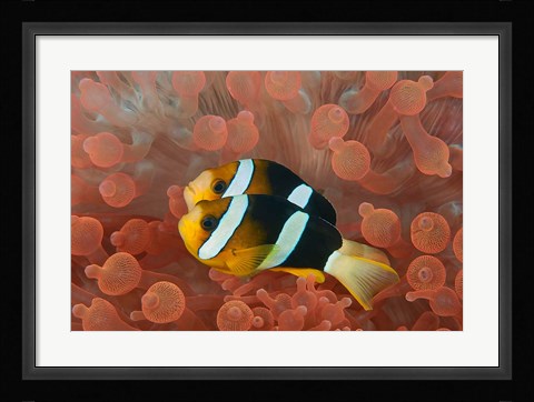 Framed Two anemonefish in protective anemone, Raja Ampat, Papua, Indonesia Print