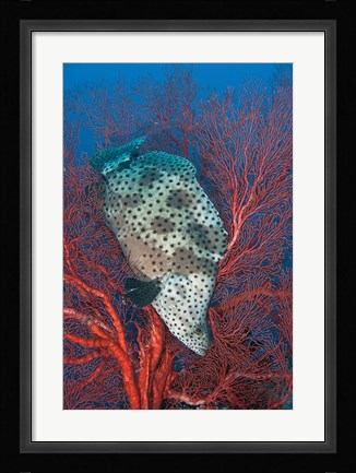 Framed Underwater scene of fish and coral, Raja Ampat, Papua, Indonesia Print