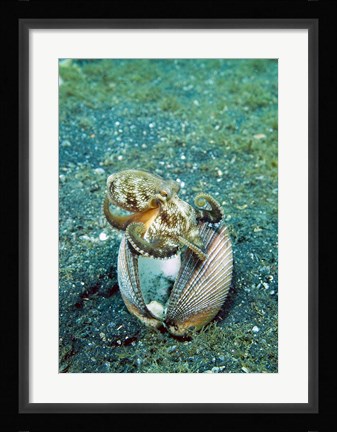 Framed Octopus marine life Print