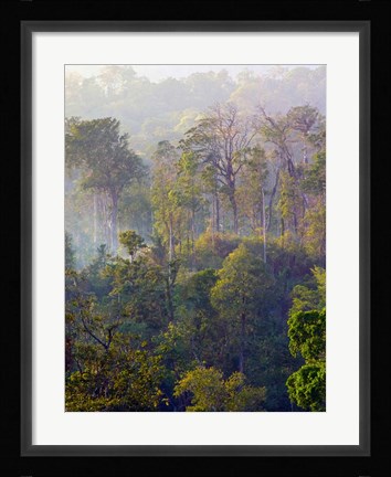 Framed Sulawesi Tangkoko Rainforest, Sulawesi Print