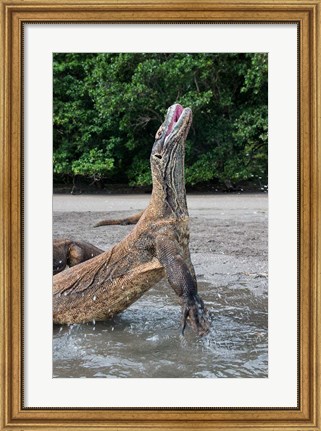 Framed Komodo dragon rising out of water Print
