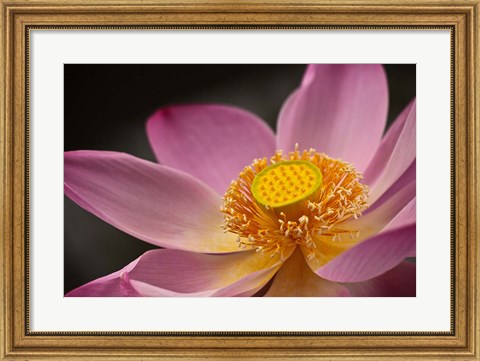 Framed Lotus Bloom, Nyuh Kuning Village, Ubud, Bali, Indonesia Print