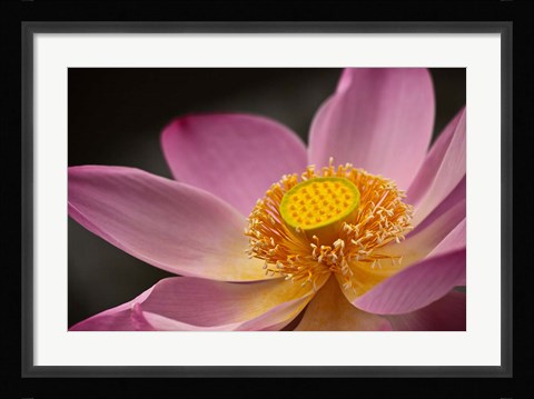 Framed Lotus Bloom, Nyuh Kuning Village, Ubud, Bali, Indonesia Print