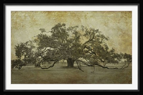 Framed Sugarmill Oak, Louisiana Print